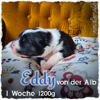 Eddy 1